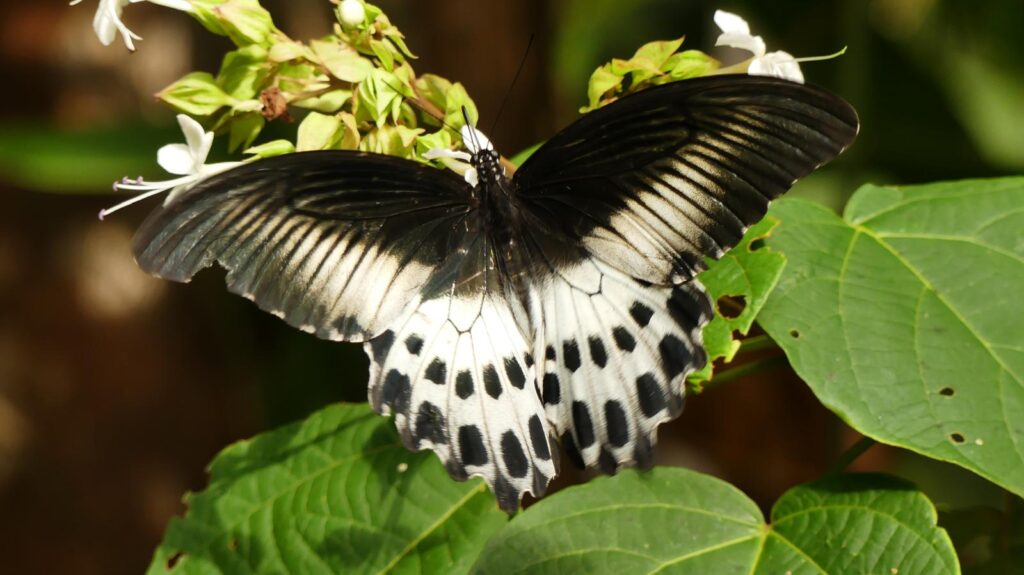 Blue Mormon Butterfly
