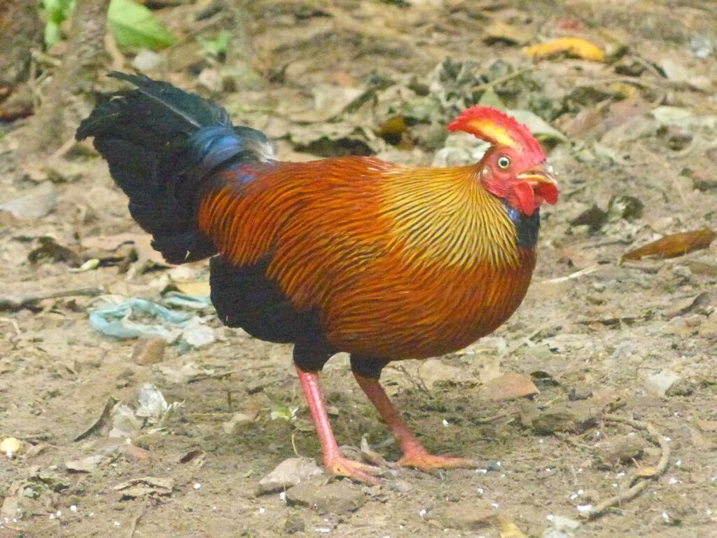 Sri Lanka Junglefowl